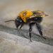 Bee on Utility Room Floor by jon_lip