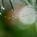 Raindrops on silken threads .......... by ziggy77