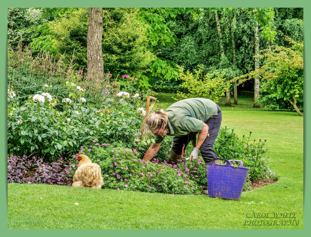 Gardener's Little Helper by carolmw