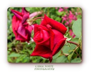 3rd Jul 2020 - Red,Red Rose