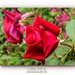 Red,Red Rose by carolmw