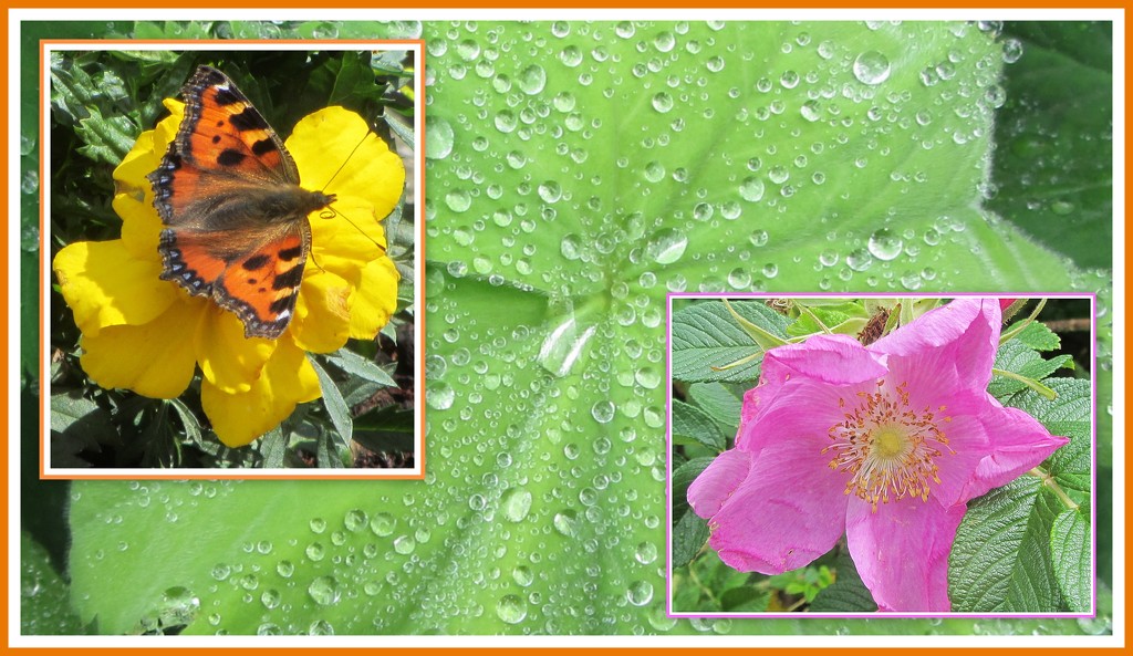 Butterfly, raindrop and rose by grace55