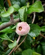 2nd Jul 2020 - Quince