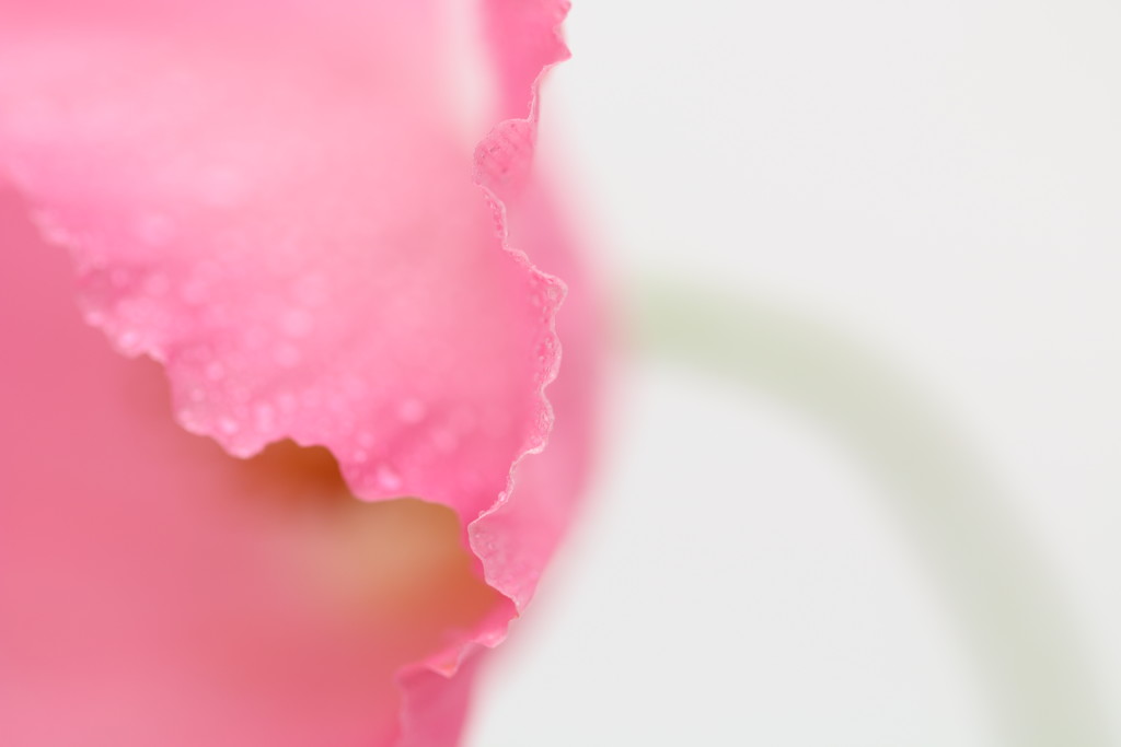 Pale Pink Poppy by motherjane