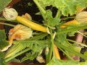 2nd Jul 2020 - Yellow Courgettes