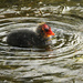 Coot Chick by bybri
