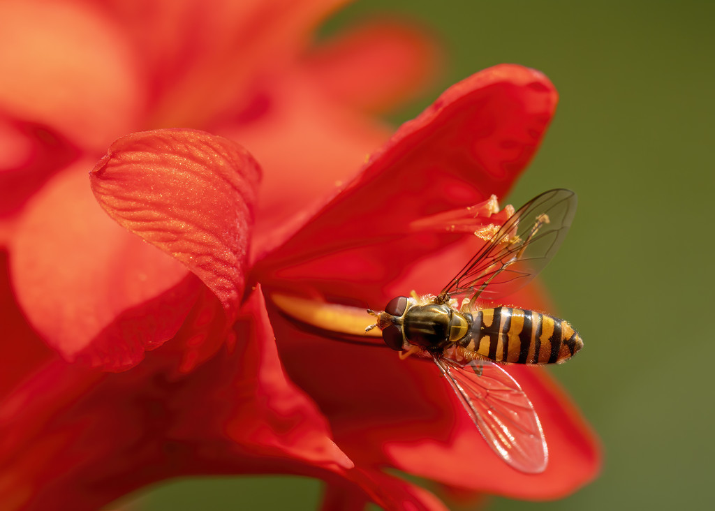 hoverfly on Lucifer by shepherdmanswife