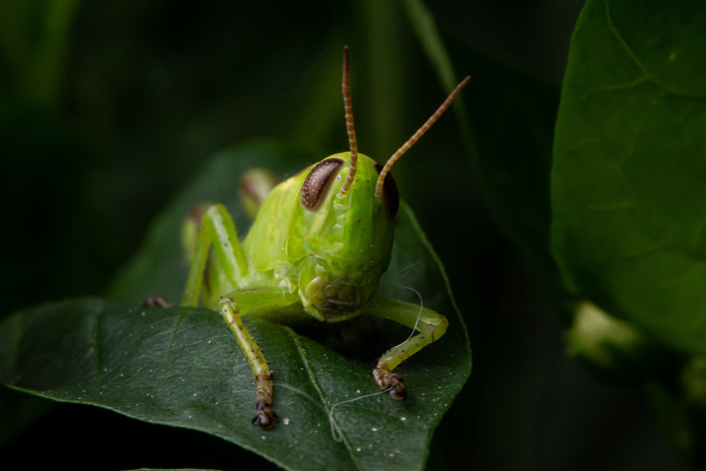 Grasshopper in the Garden by farmreporter