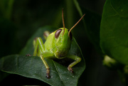 29th Jun 2020 - Grasshopper in the Garden
