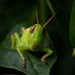 Grasshopper in the Garden by farmreporter
