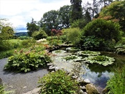 3rd Jul 2020 - Water Lilies at Hergest Croft 