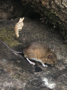 3rd Jul 2020 - Wood mouse