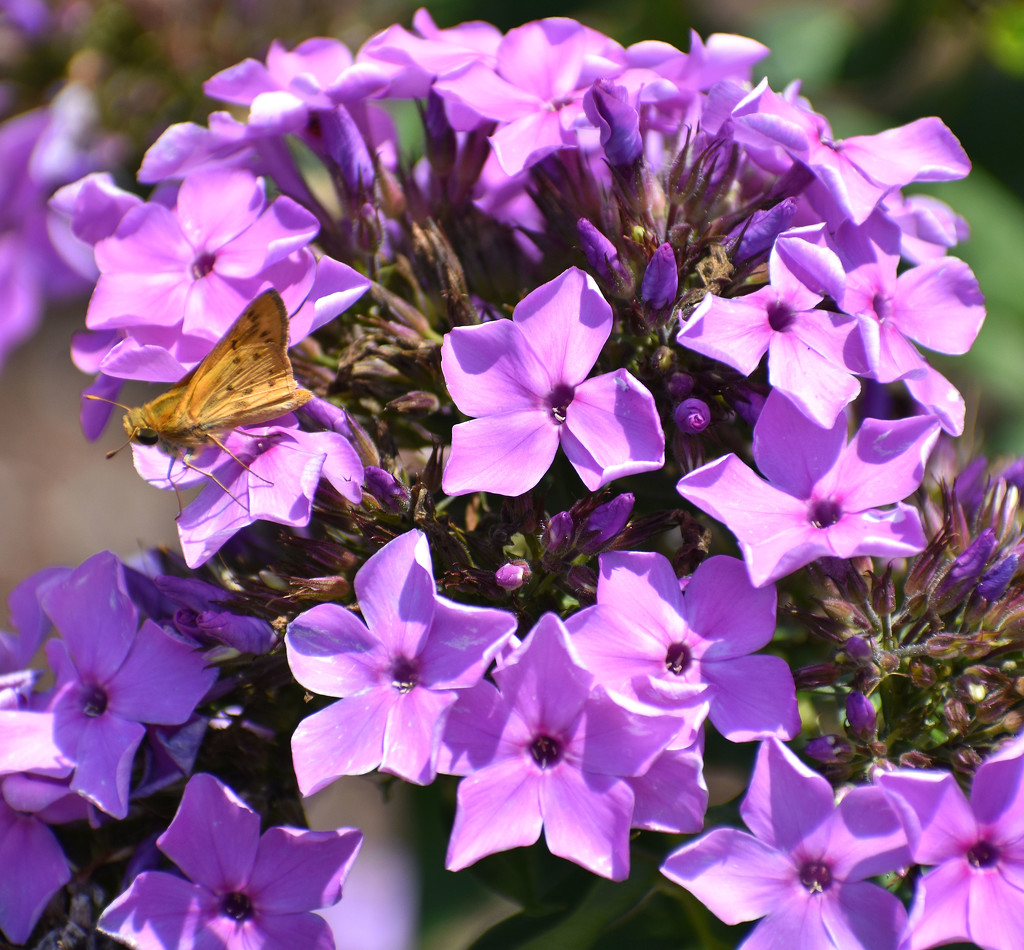 Little flowers, little butterfly by homeschoolmom