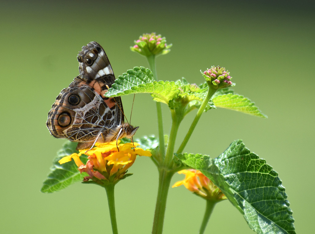 Lunchtime Painted Lady by homeschoolmom