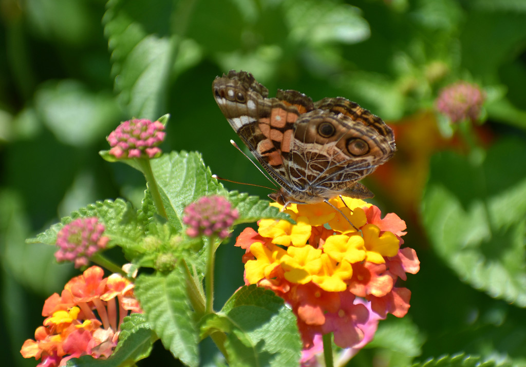 Shy painted lady by homeschoolmom