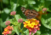 3rd Jul 2020 - Shy painted lady