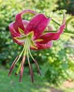 3rd Jul 2020 - LHG-9197 Asiatic lily