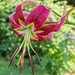 LHG-9197 Asiatic lily by rontu