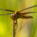 blue dasher dragonfly  by rminer