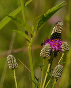 3rd Jul 2020 - purple prairie clover
