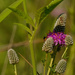 purple prairie clover by rminer