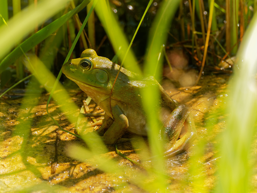 American bullfrog by rminer