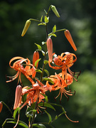 28th Jun 2020 - Orange lily in the sunshine