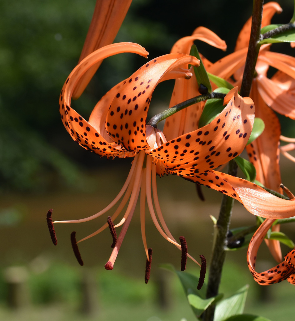 Spotted Orange Lily by homeschoolmom