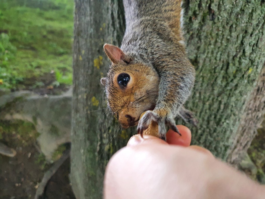 Feeding the squirrels by isaacsnek
