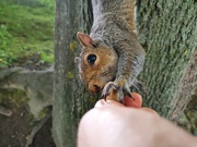 3rd Jul 2020 - Feeding the squirrels