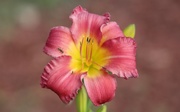 3rd Jul 2020 - Daylily (Better Than Ever)