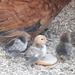 Baby Chicks by julie