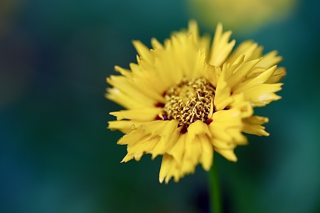 Small & Yellow by carole_sandford