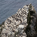 Guillemot Rock by lifeat60degrees