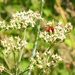 Meadowsweet mellows whilst insects mate. by s4sayer