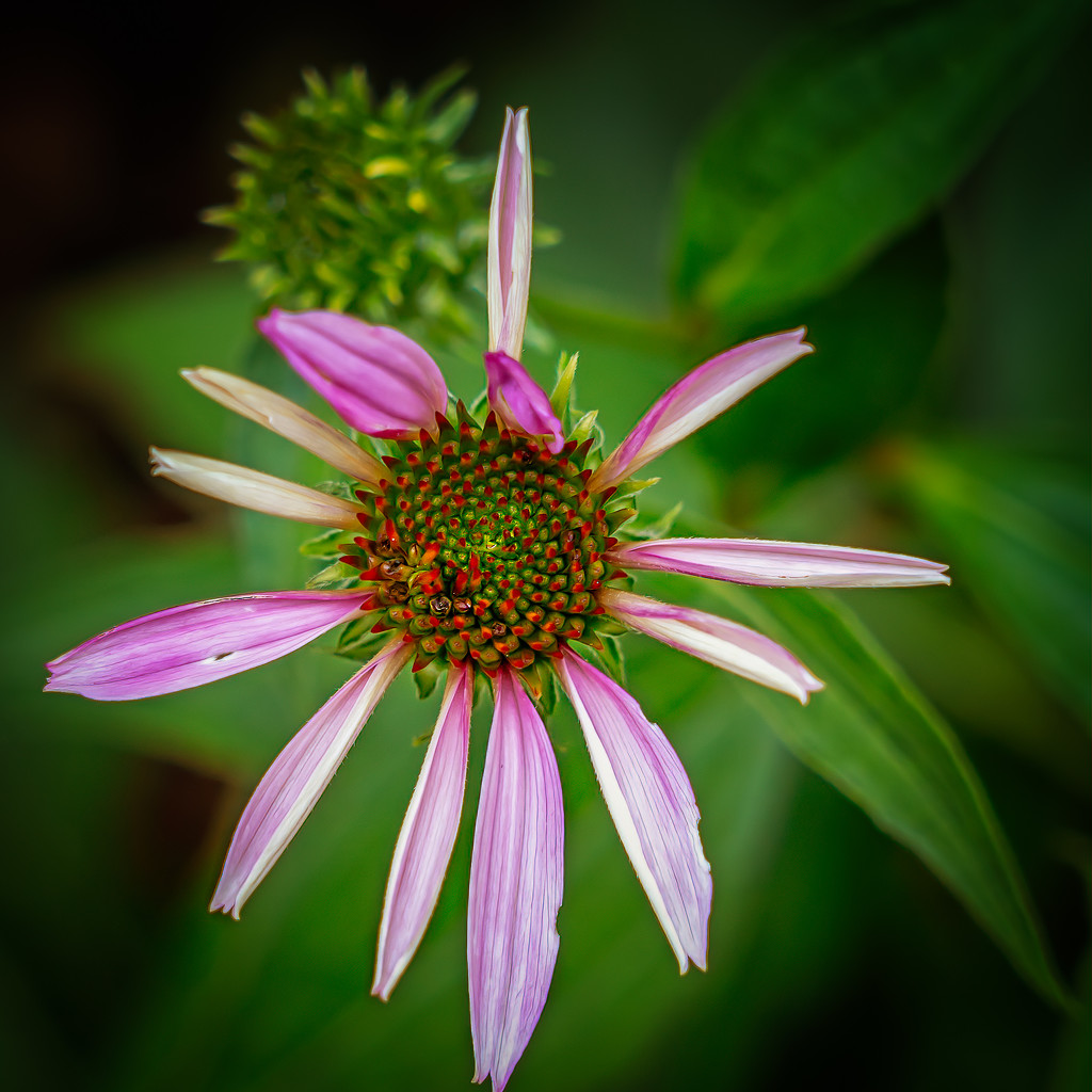 cone flower opening by jernst1779