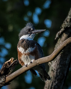3rd Jul 2020 - Ms. Belted Kingfisher