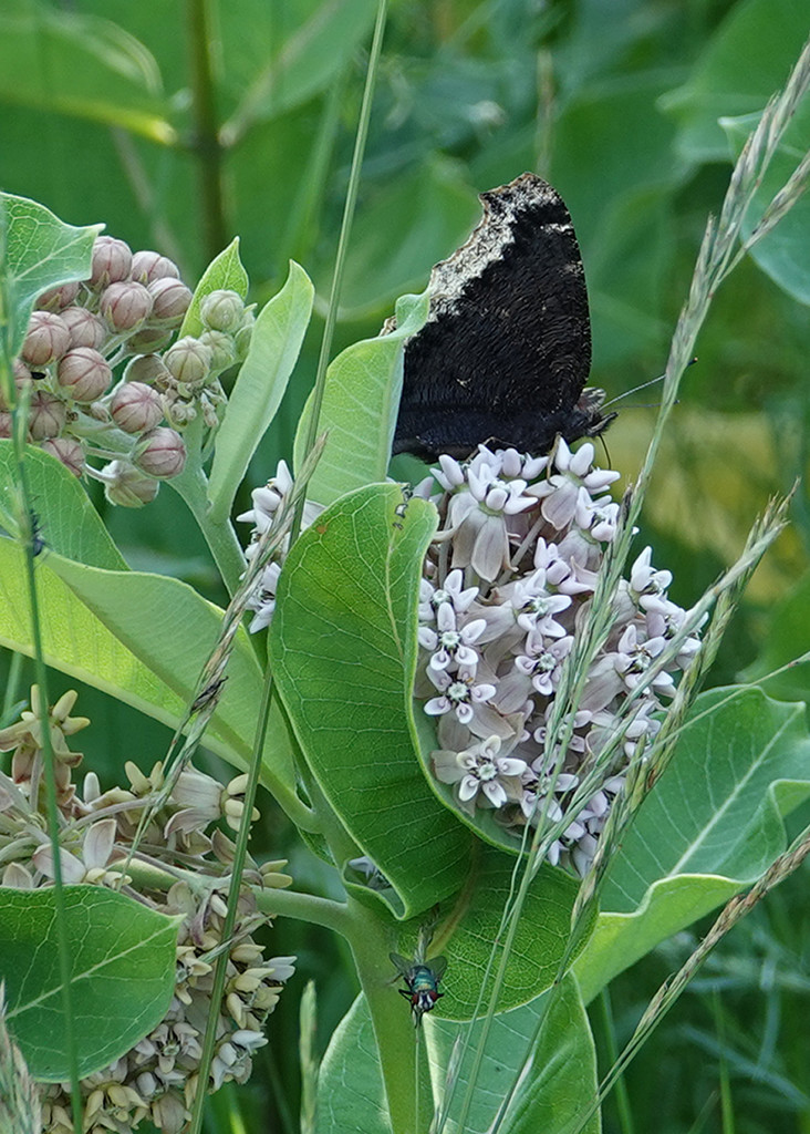 Mourning Cloak on milkweed by annepann