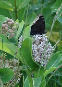 28th Jun 2020 - Mourning Cloak on milkweed