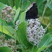 Mourning Cloak on milkweed by annepann