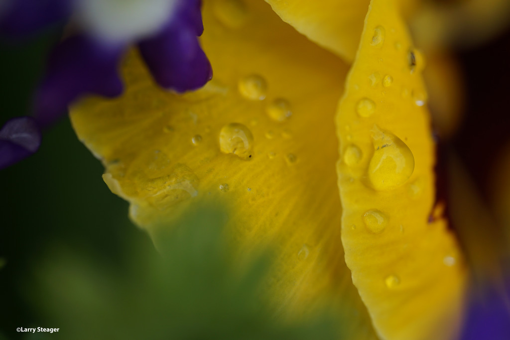 Water drops on yellow pedal by larrysphotos