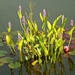 water plants by gijsje