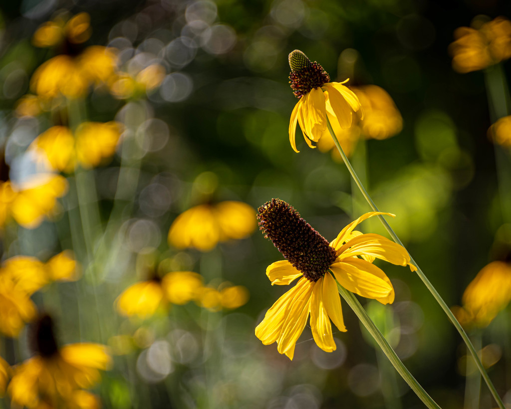 A Burst of Yellow by marylandgirl58