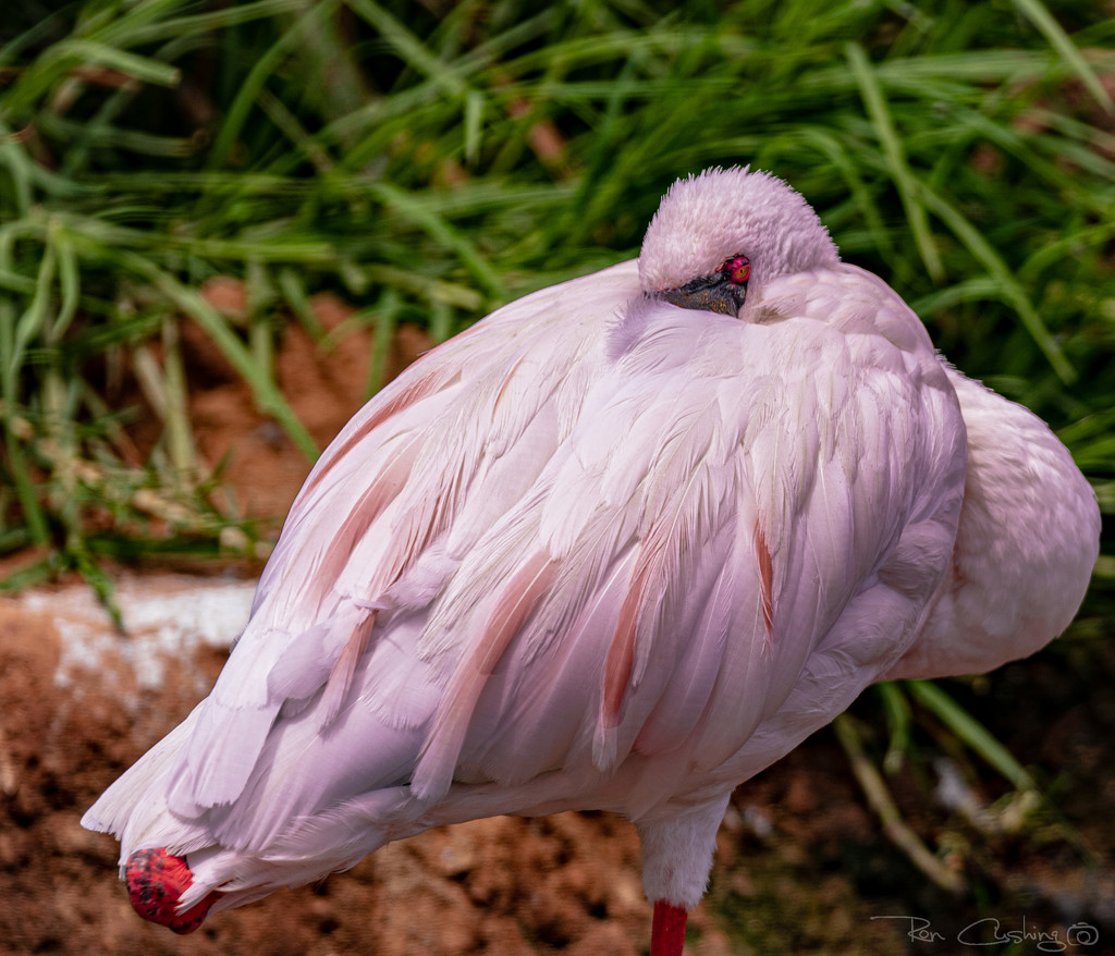 Flamingo Friday '20 19 by stray_shooter