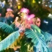 Tree Flower by joysfocus