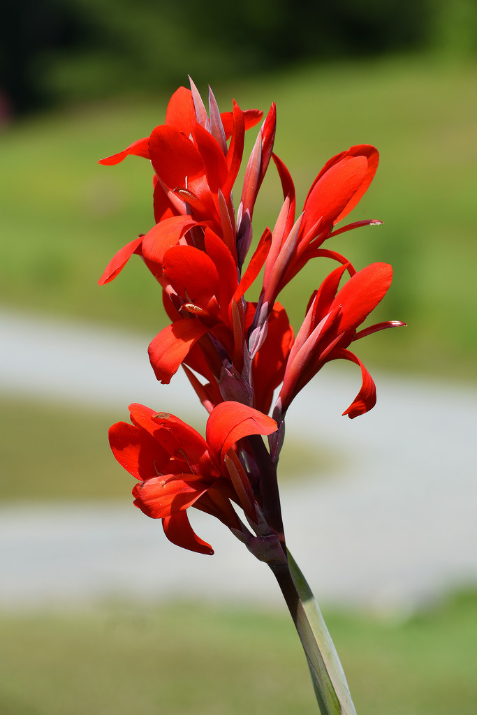 Canna Lily Beauty by homeschoolmom