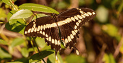 3rd Jul 2020 - Giant Swallowtail Butterfly!