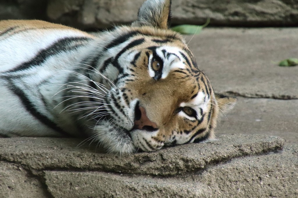 Tiger Resting by randy23
