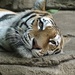 Tiger Resting by randy23