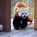 Red Panda 2 by randy23